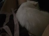 Кошки чувствуют ??