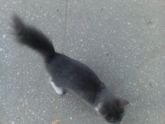 Котёнок...