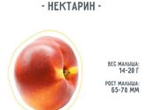 12 неделек