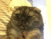 Чёрные точки у кота