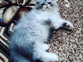 Наше пополнение)