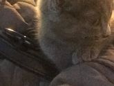 Котёнок.