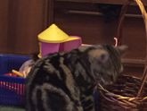Странный кот 🐱