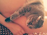 Все котики чувствуют