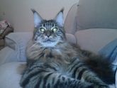 Знакомьтесь- это Василий Котофеевич😽😺😻