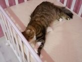 Кот думает для него