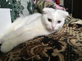 Кошатницы,подскажите)))