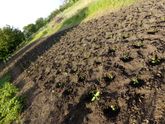 🌱огород