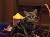 Странный кот 🐱