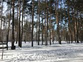 выбрать айфон или самсунг