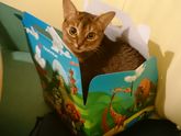 Мои поехали за пятым животным, чтоб не скучно было:)
