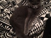 Кошачий пост )) мура
