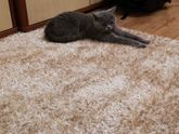 Кошки