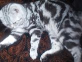У кого Шотландские котики?