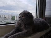 Пушистый подарок