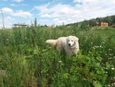 Собака-кусака