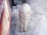 Первые толчки)