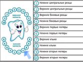 Может ли первым прорезываться боковой резец?