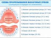 Зубы