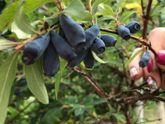Новый урожай (варенье)