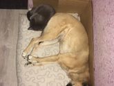 Знакомство кошки и собаки с дочкой