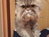 Котята бесплатно!