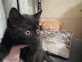 Ветеринарная клиника