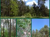 Красота радующая глаза...:-)