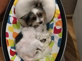 Вот кто любит mamaroo