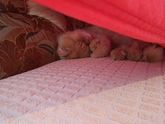 Знакомьтесь- это Василий Котофеевич😽😺😻