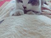 Лезет к животику и