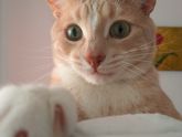 Осознание кота
