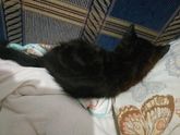 Коты кто соображает！