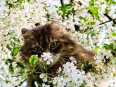 Весенние коты . Посвящается всем кто любит котиков ))))