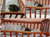 Кот уверен что кроватку