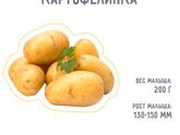 18 недель.