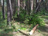 Воруют лес. Красноярск. Плодово-Ягодная