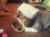 Про котов)🐈🙈