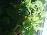 Овощи на подоконнике