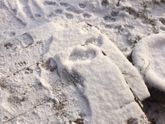 Снег сежок красота
