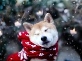 С наступающим Новым годом!!!