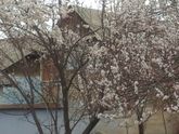 Весна начинается,абрикос зацвел.