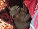 Взяли котёнка,когда первая дочка
