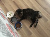 Вопрос кошатницам