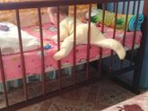Хочет совершить побег