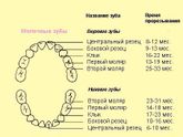 У среднего сына 1,6