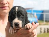 Девочки, может ветеринары есть? Помогите.