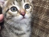 отдам котенка
