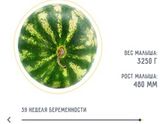 39 неделя