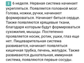 Развитие на 6-7 неделе